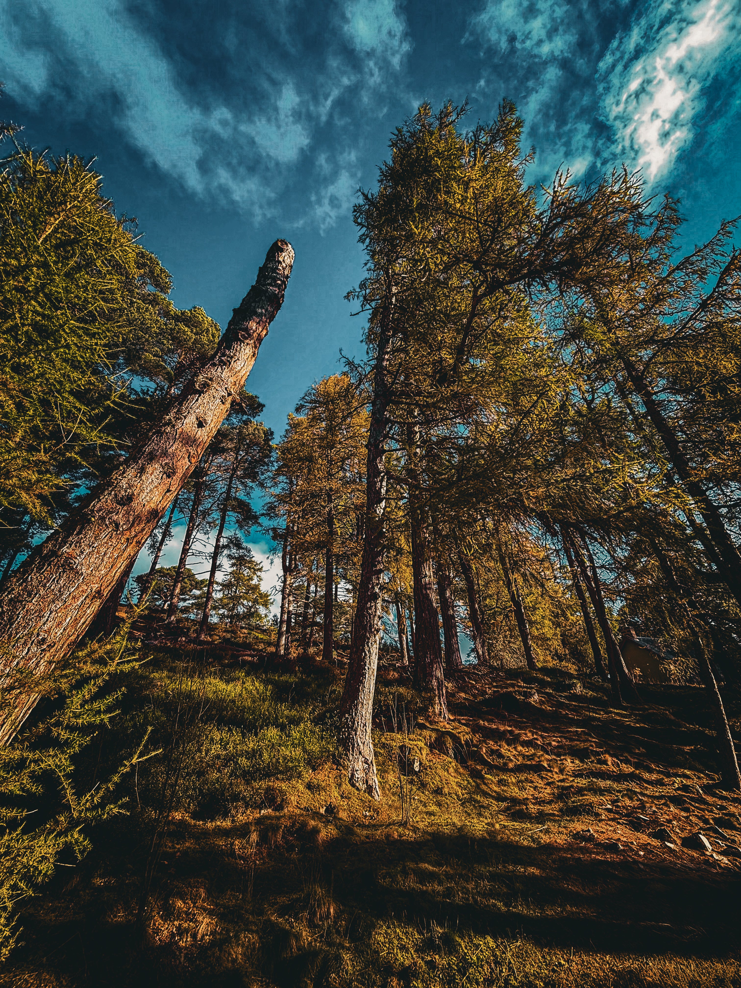 Nature’s Cathedral